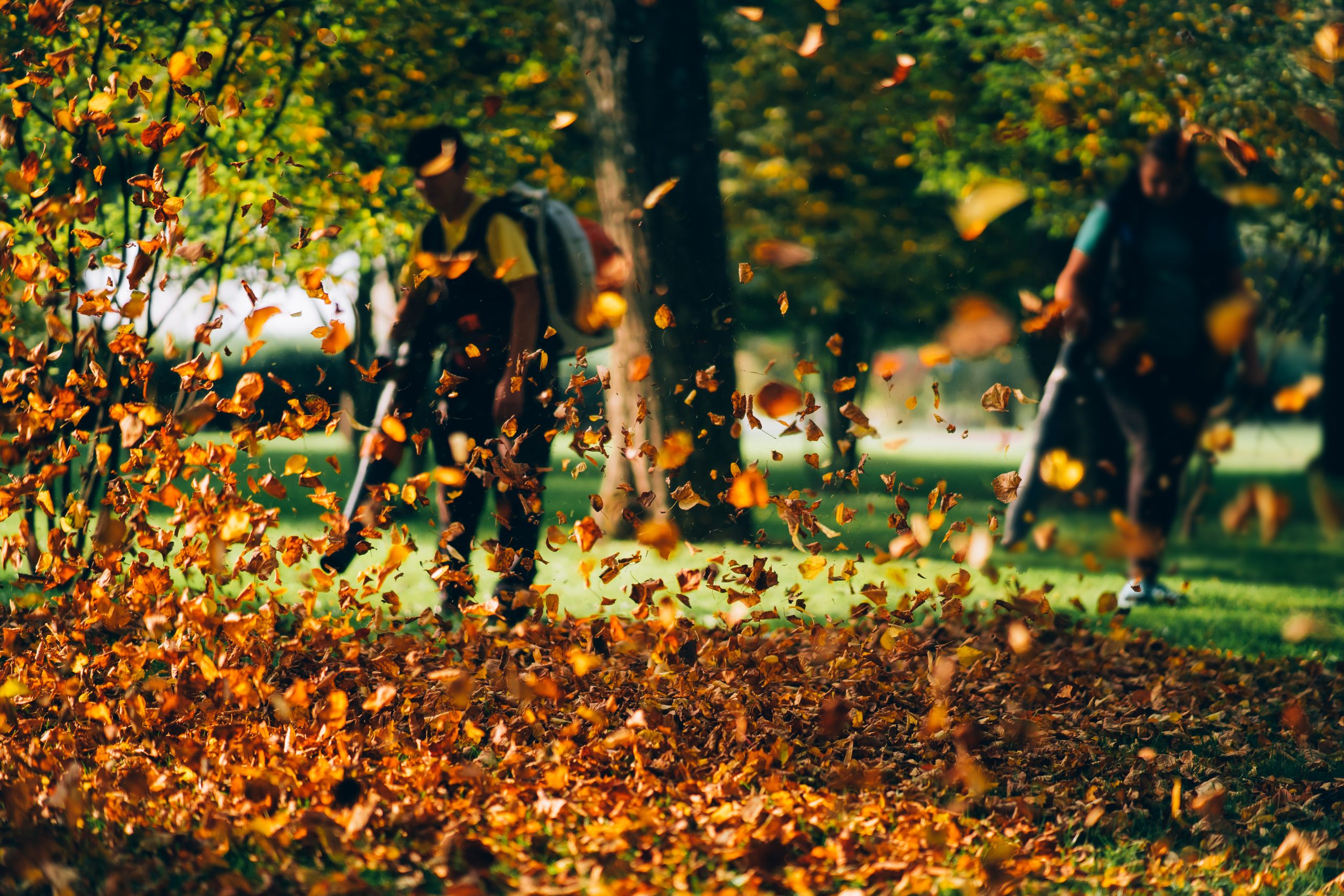 Cleaning in Fall